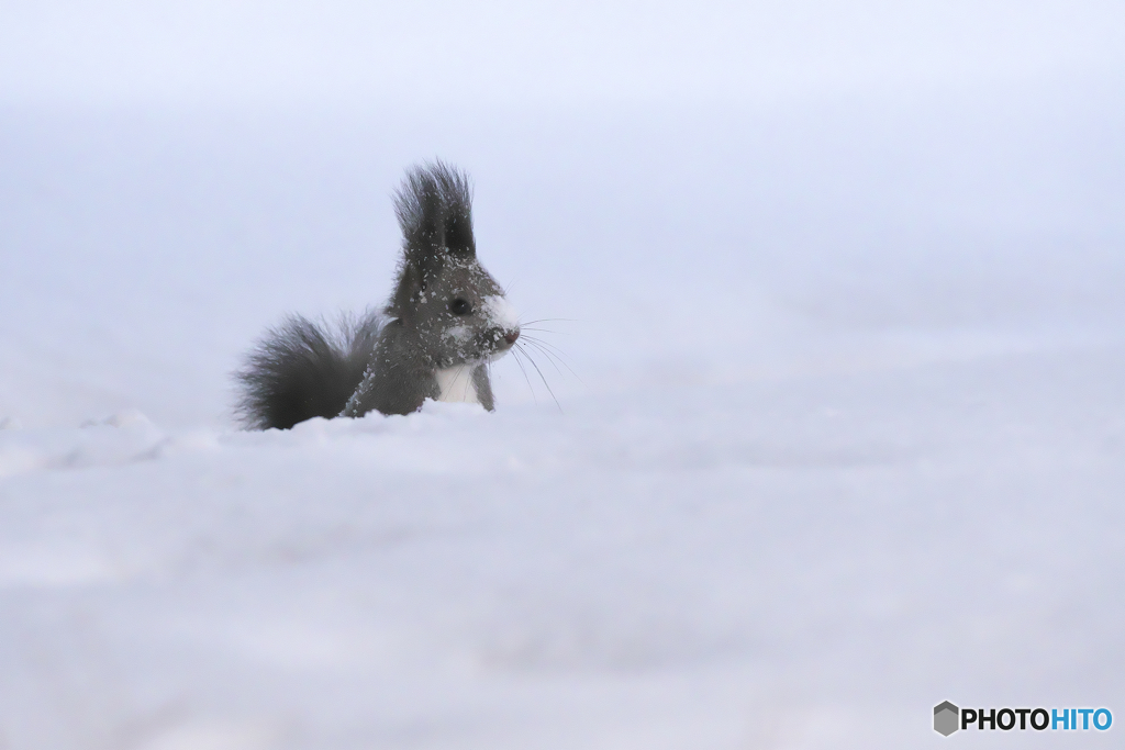 雪原にきねずみ