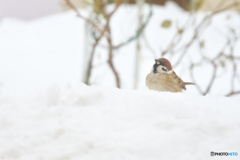 雪上の野鳥