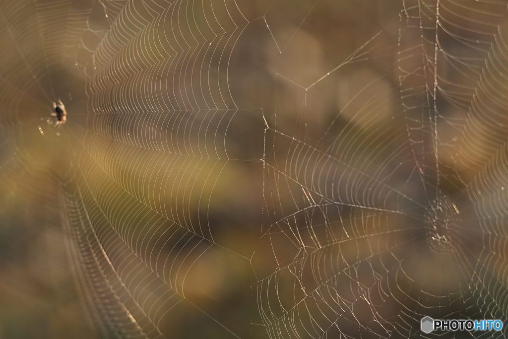朝日に輝く蜘蛛の糸