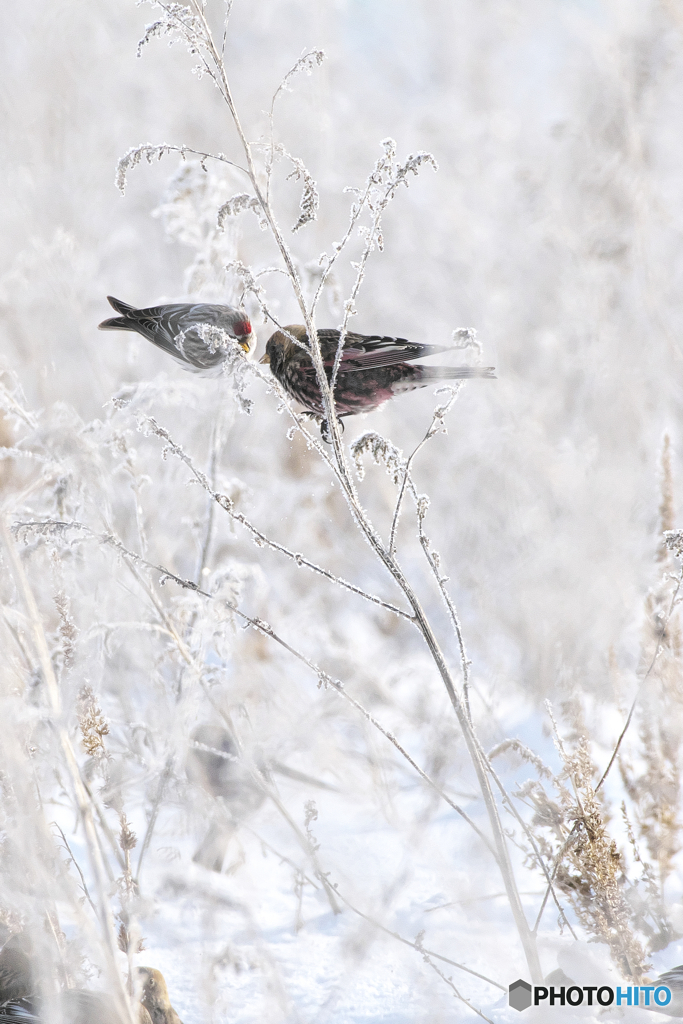 Frozen beauty