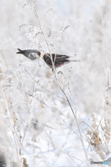 Frozen beauty