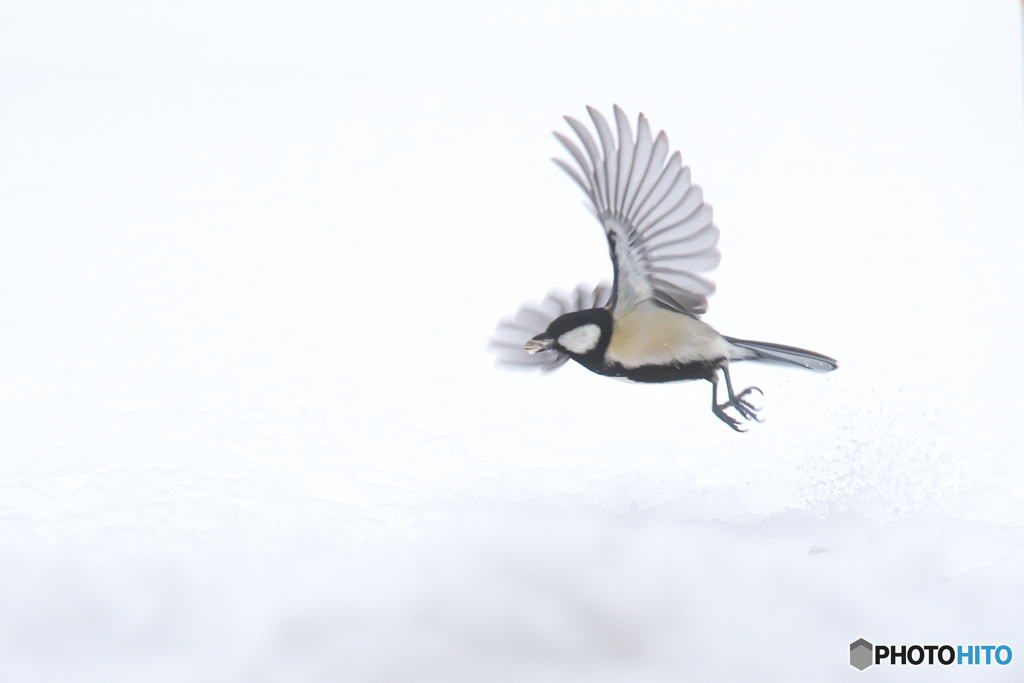 雪上の野鳥