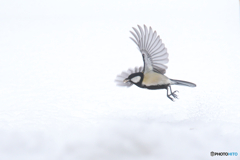 雪上の野鳥