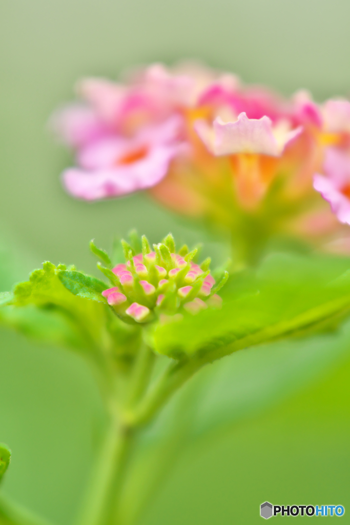 オールドレンズ