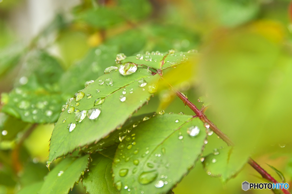 雨上がり朝