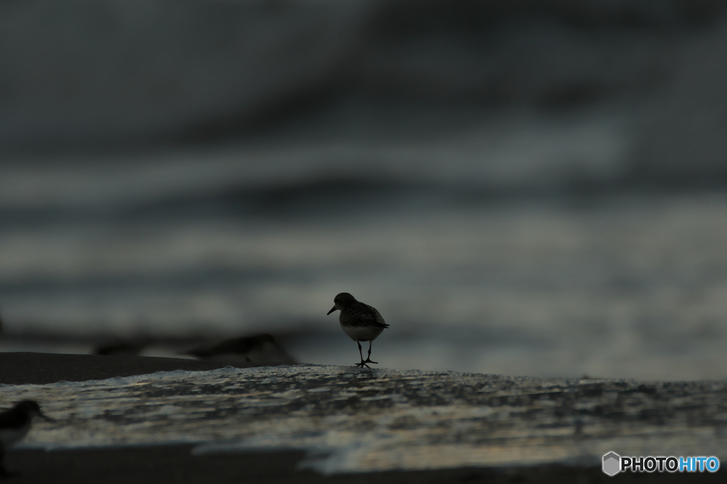 晩夏の浜辺に
