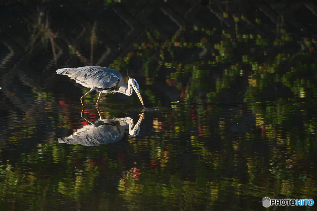 朝陽をあびたアオサギ