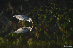 朝陽をあびたアオサギ