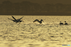 朝日を浴びて白鳥が