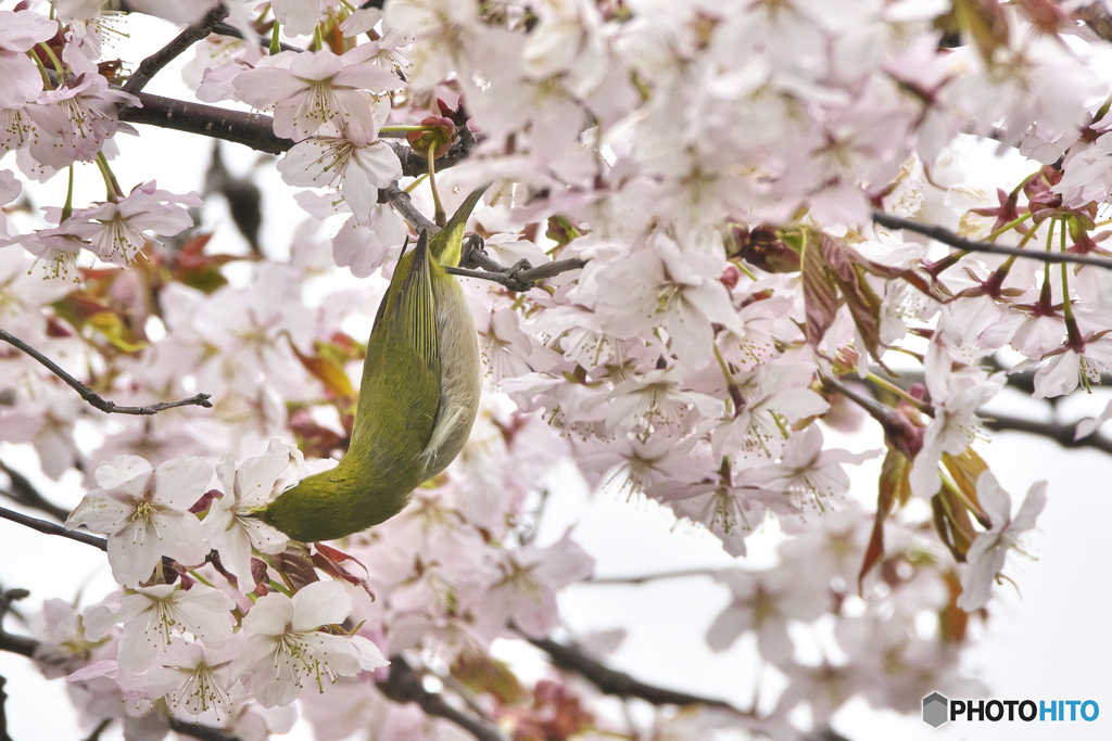 北海道の桜とメジロ