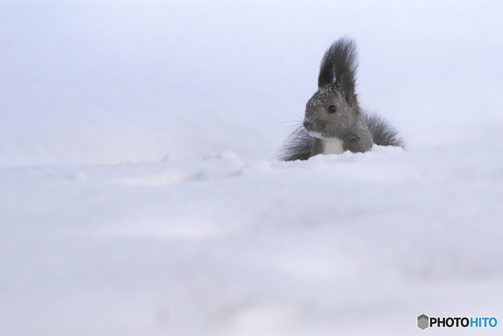 雪原にきねずみ