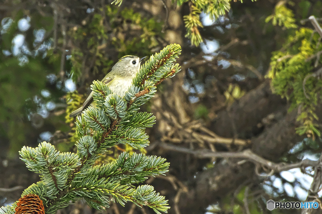菊戴(Goldcrest)