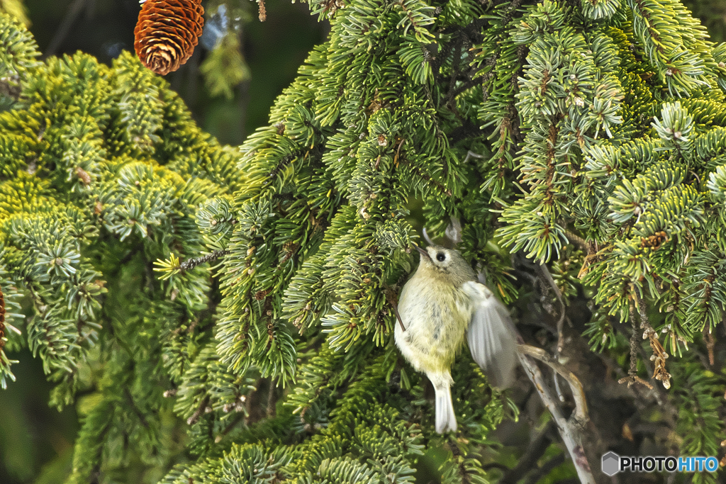 菊戴(Goldcrest)