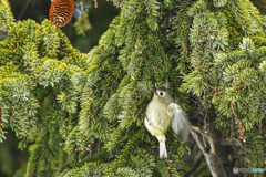 菊戴(Goldcrest)