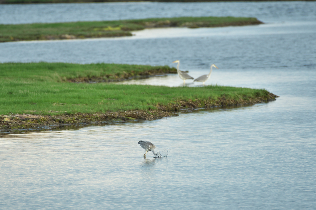 野鳥のいる風景2