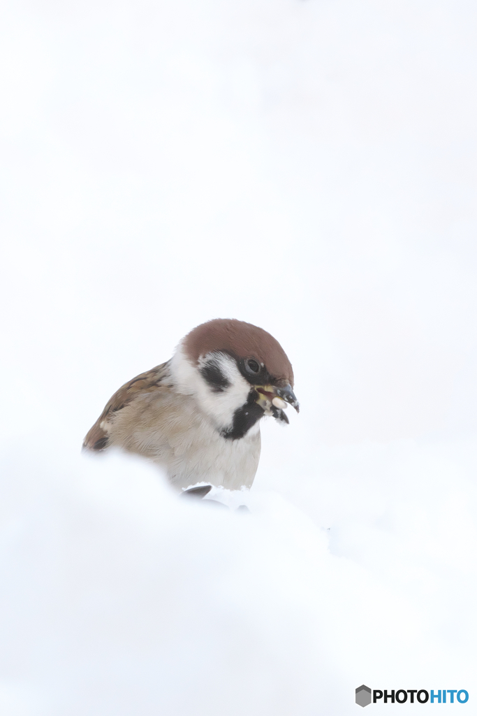 雀