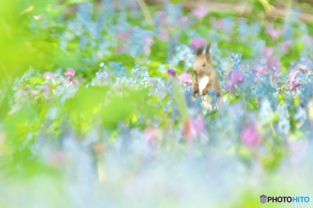 春の花園に