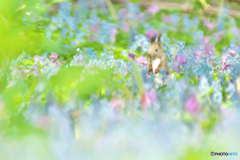 春の花園に