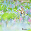 春の花園に