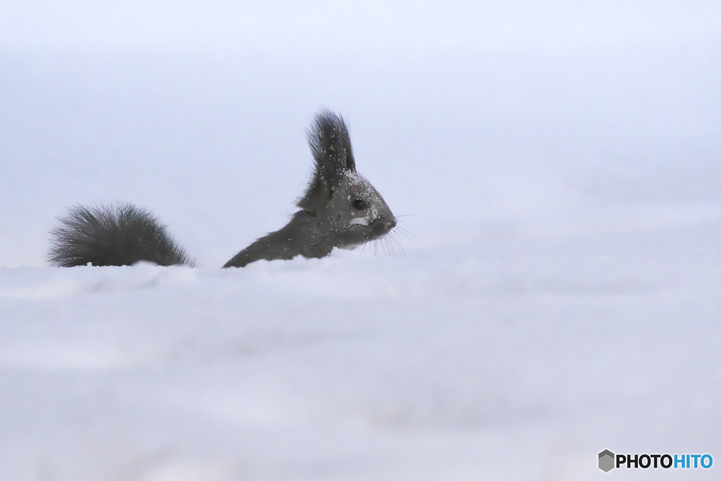 雪原にきねずみ