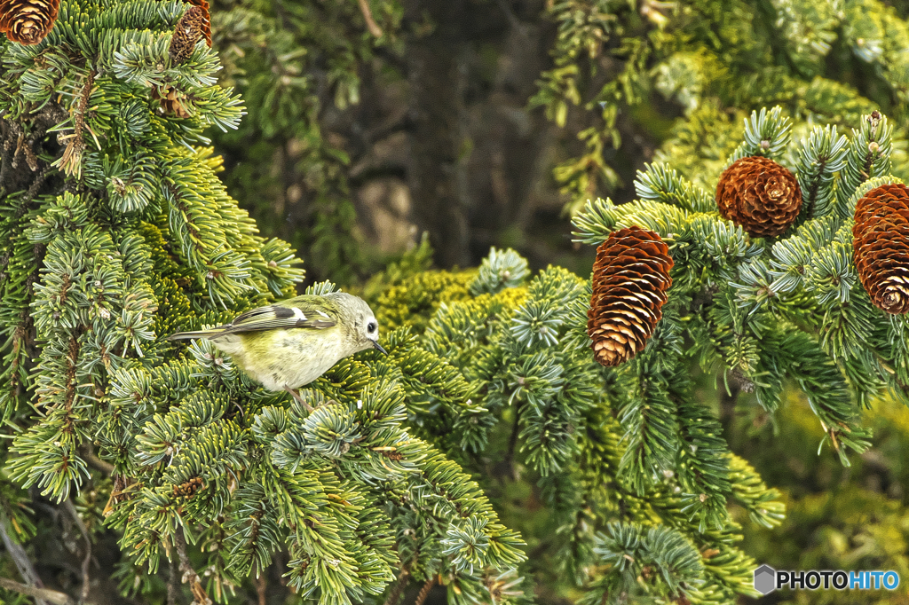 菊戴(Goldcrest)