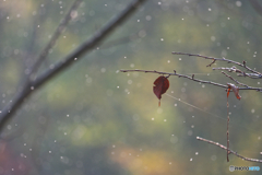 雪虫舞う晩秋