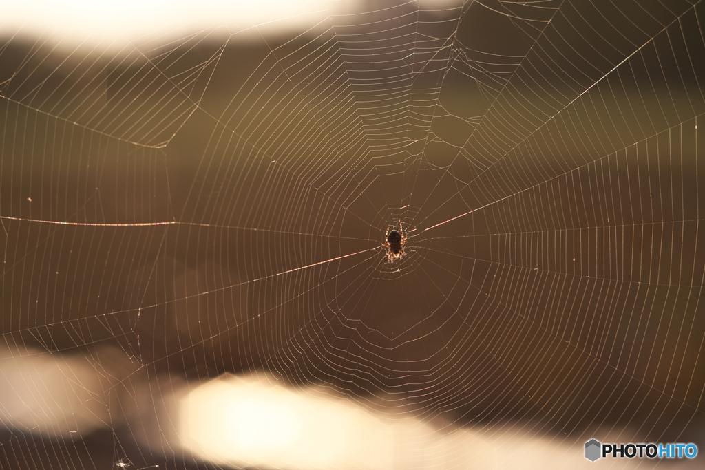 朝日に輝く蜘蛛の糸