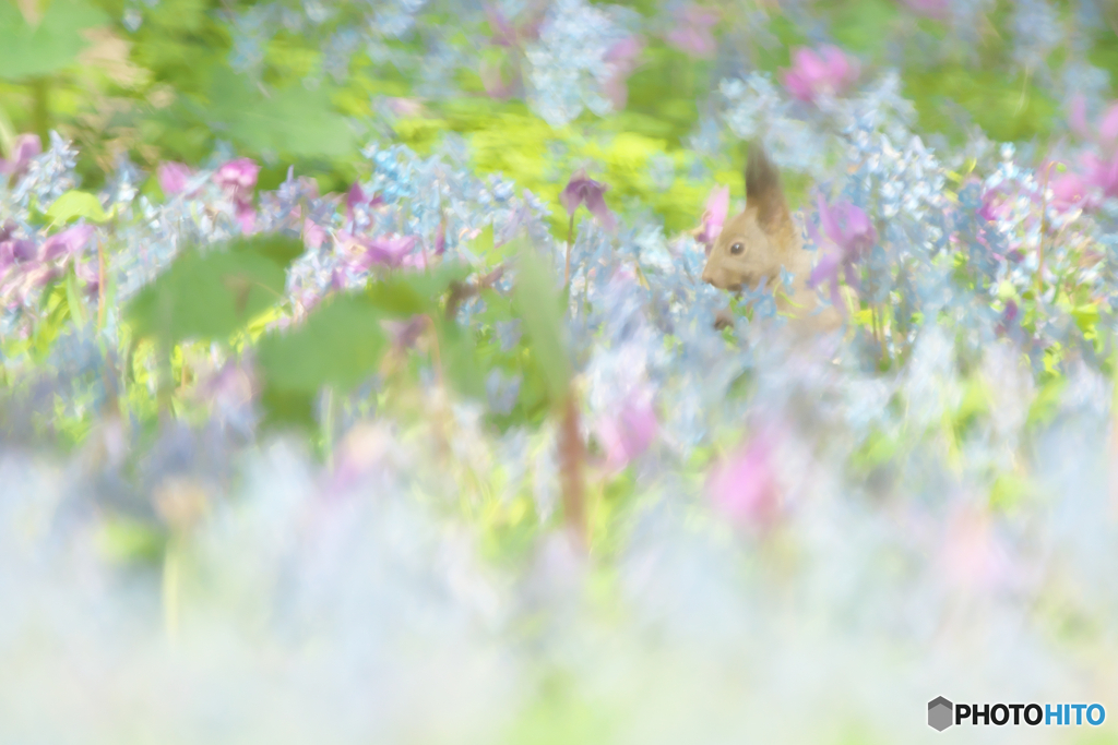 春の花園に