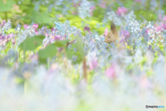 春の花園に