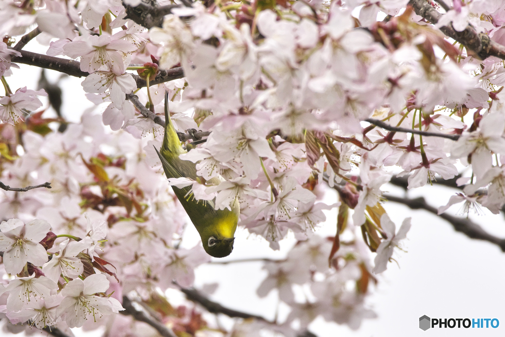 北海道の桜とメジロ