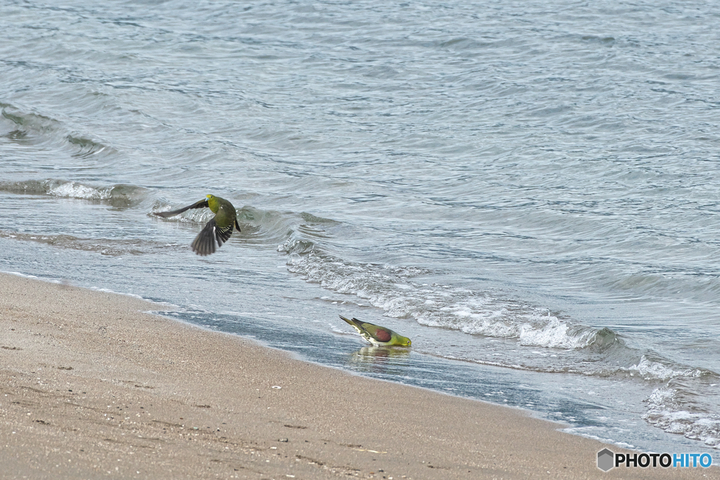 海水を飲むアオバト