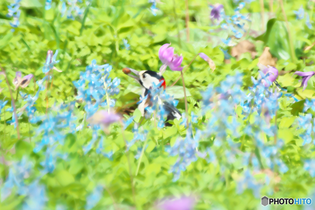 春の花園に