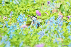 春の花園に