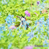 春の花園に