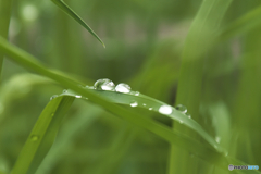 雨上がり朝