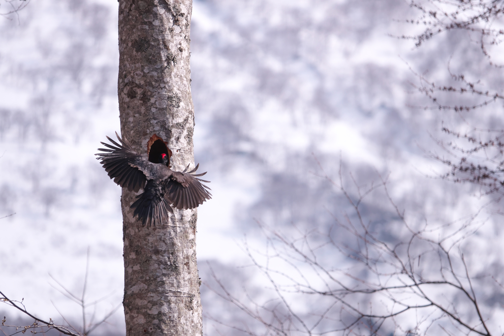 クマゲラ営巣＃1