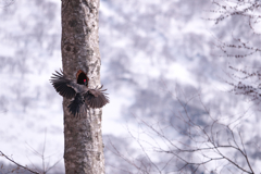 クマゲラ営巣＃1