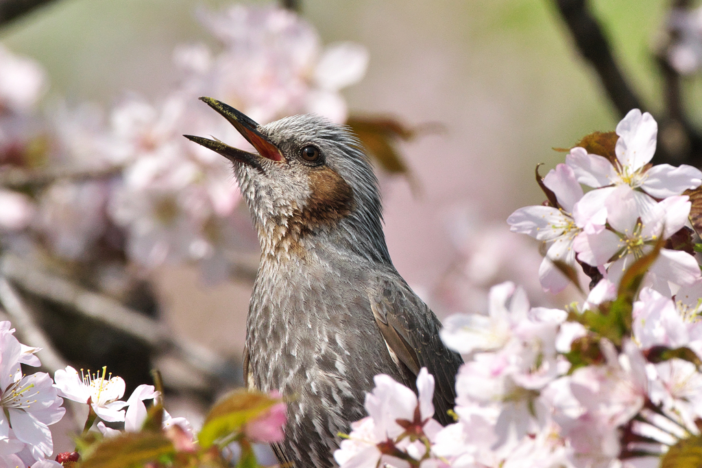 満開の桜に