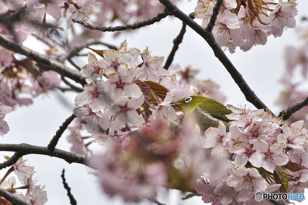 北海道の桜とメジロ