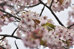 北海道の桜とメジロ