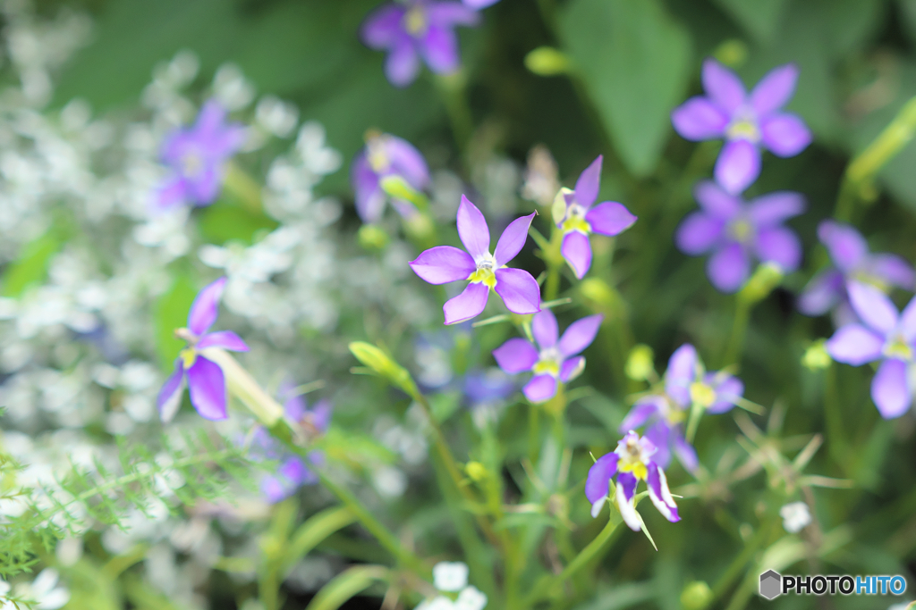 初夏を彩る花