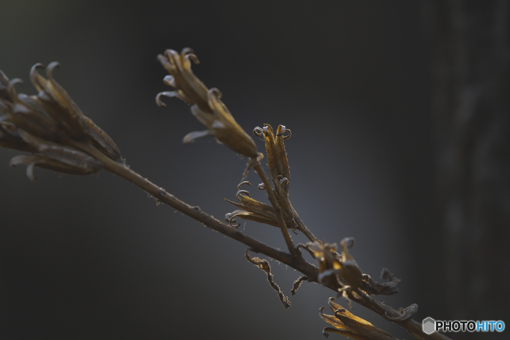 暗花