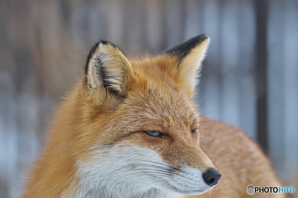 キタキツネ