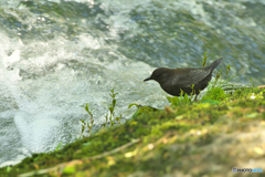 清流のカラス　カワガラス＃2