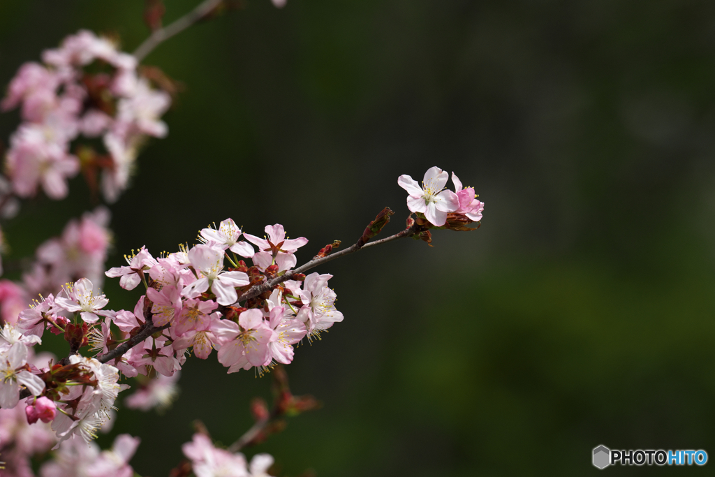 北国の桜