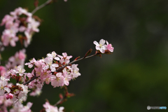 北国の桜