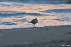 薄暮の浜辺で