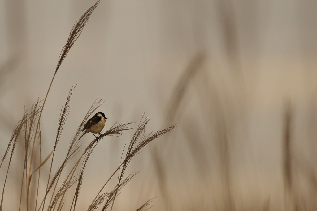 マジックアワーの海辺で＃1