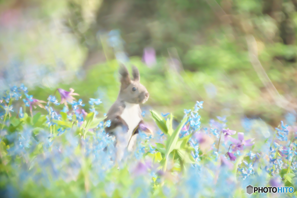 春の花園に