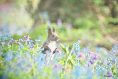 春の花園に